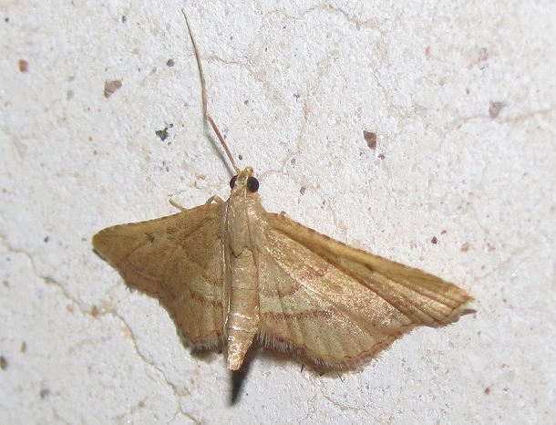 Endotricha flammealis (Pyralidae)